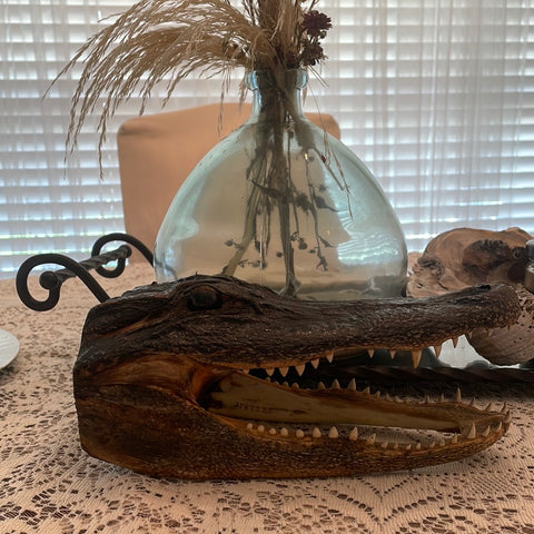 Alligator Head from 6 footer