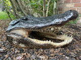 Alligator Head from 11 Footer