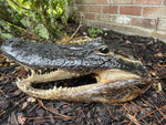 Alligator Head from 10 Footer