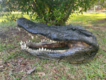 Alligator Head from 13 Footer