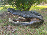 Alligator Head from 13 Footer