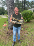 Alligator Head from 12 footer