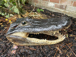 Alligator Head from 10 Footer
