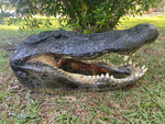 Alligator Head from 13 Footer