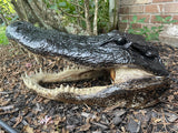 Alligator Head from 11 Footer
