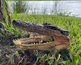 6” Signed Alligator Head