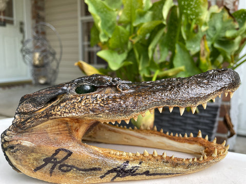 6” Signed Alligator Head